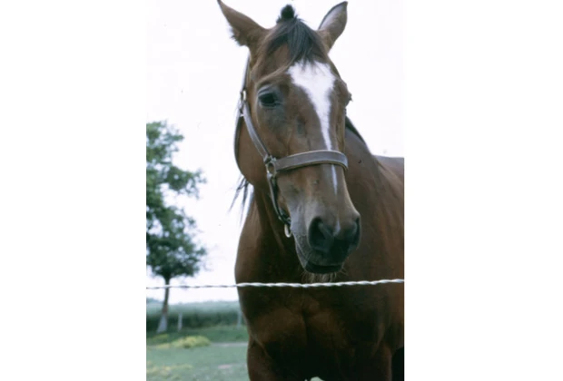 Tresse à chevaux